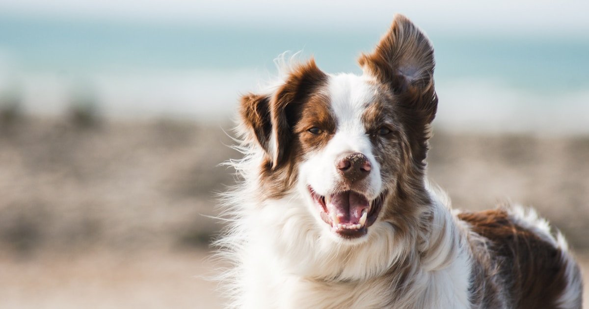 Silicone Pet Products: A Complete Manufacturing Guide